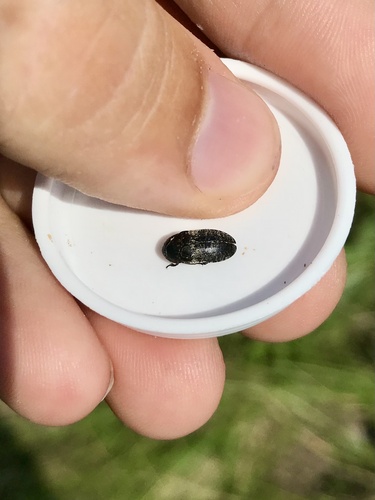 Common Carrion Beetle photo 4
