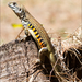 Common Butterfly Lizard - Photo (c) glebnsk, some rights reserved (CC BY-NC)