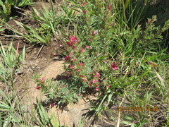 Indigofera rubroglandulosa image