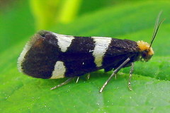 Lampronia capitella