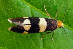 Lampronia capitella