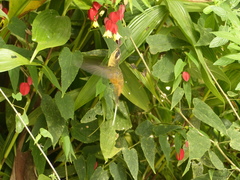 Phaethornis syrmatophorus