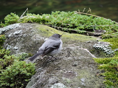 Serpophaga cinerea cinerea