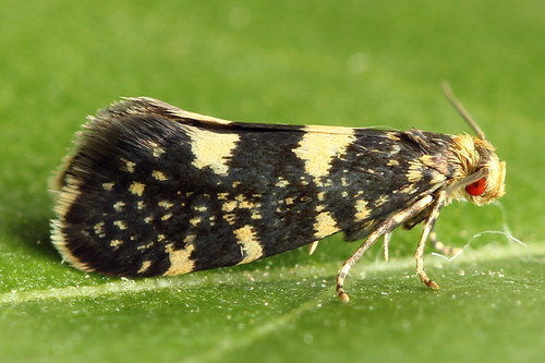 Raspberry Moth Lampronia Corticella · Inaturalist