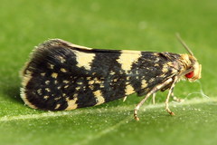 Lampronia corticella