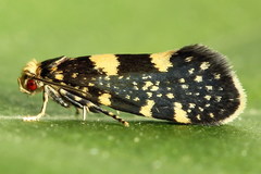 Lampronia corticella