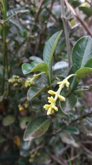 Palicourea boqueronensis