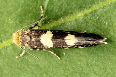 Lampronia corticella