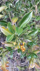 Palicourea boqueronensis