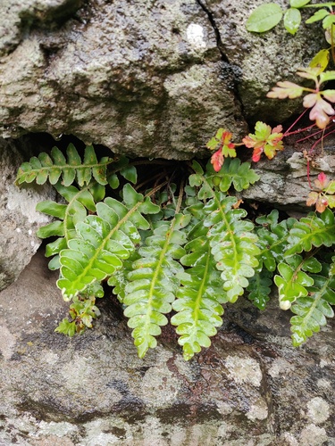 Asplenium lolegnamense (Asplenium lolegnamense)