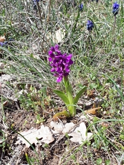 Anacamptis morio caucasica