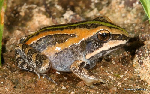 Ornate frog