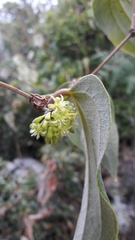 Smilax tomentosa