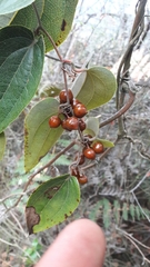 Smilax tomentosa