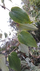 Smilax tomentosa