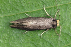 Lampronia fuscatella