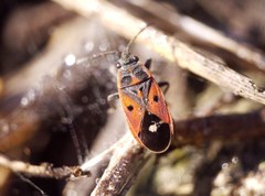 Melanocoryphus tristrami