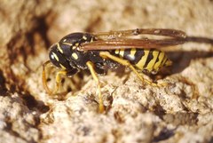 Polistes dominula