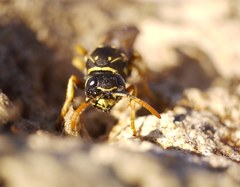 Polistes dominula