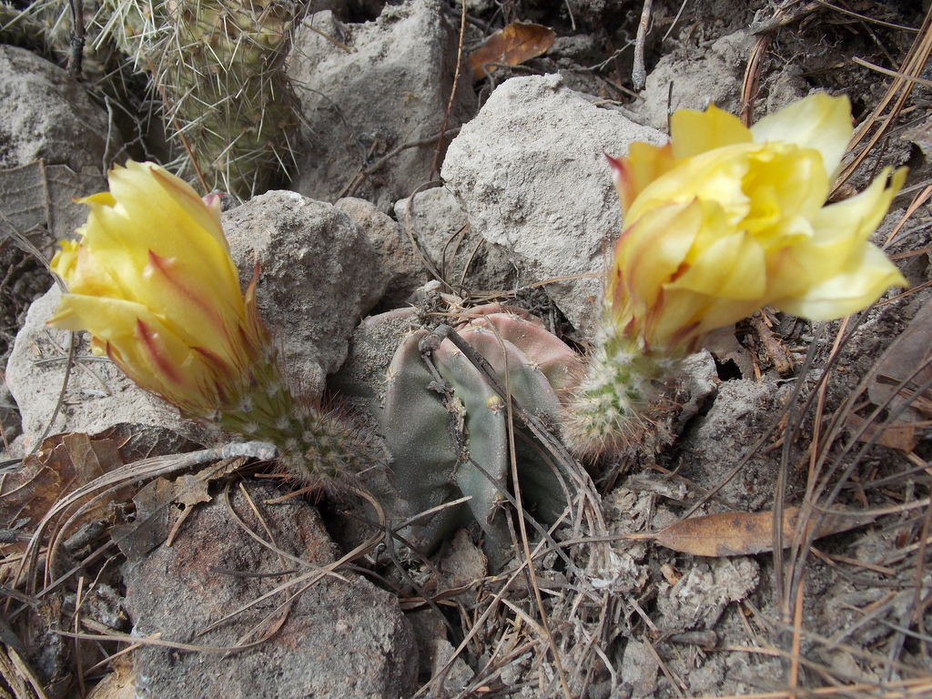 Echinocereus subinermis subinermis in June 2013 by MHC89 · iNaturalist