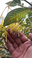 Palicourea lineariflora