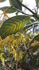 Palicourea lineariflora