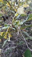 Palicourea lineariflora