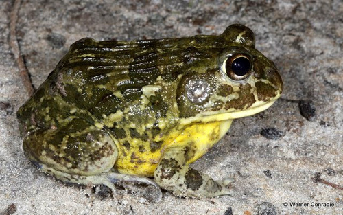 Edible bullfrog
