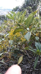 Palicourea lineariflora