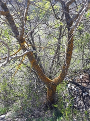 Pistacia atlantica mutica