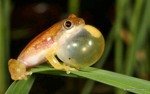 Delicate Spiny Reed Frog