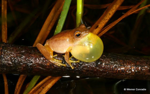 Tinker Reed Frog