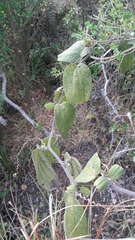Passiflora bogotensis