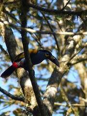 Andigena laminirostris