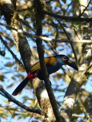 Andigena laminirostris