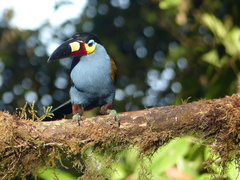 Andigena laminirostris