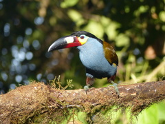 Andigena laminirostris