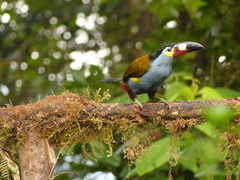 Andigena laminirostris