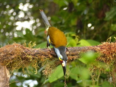 Andigena laminirostris
