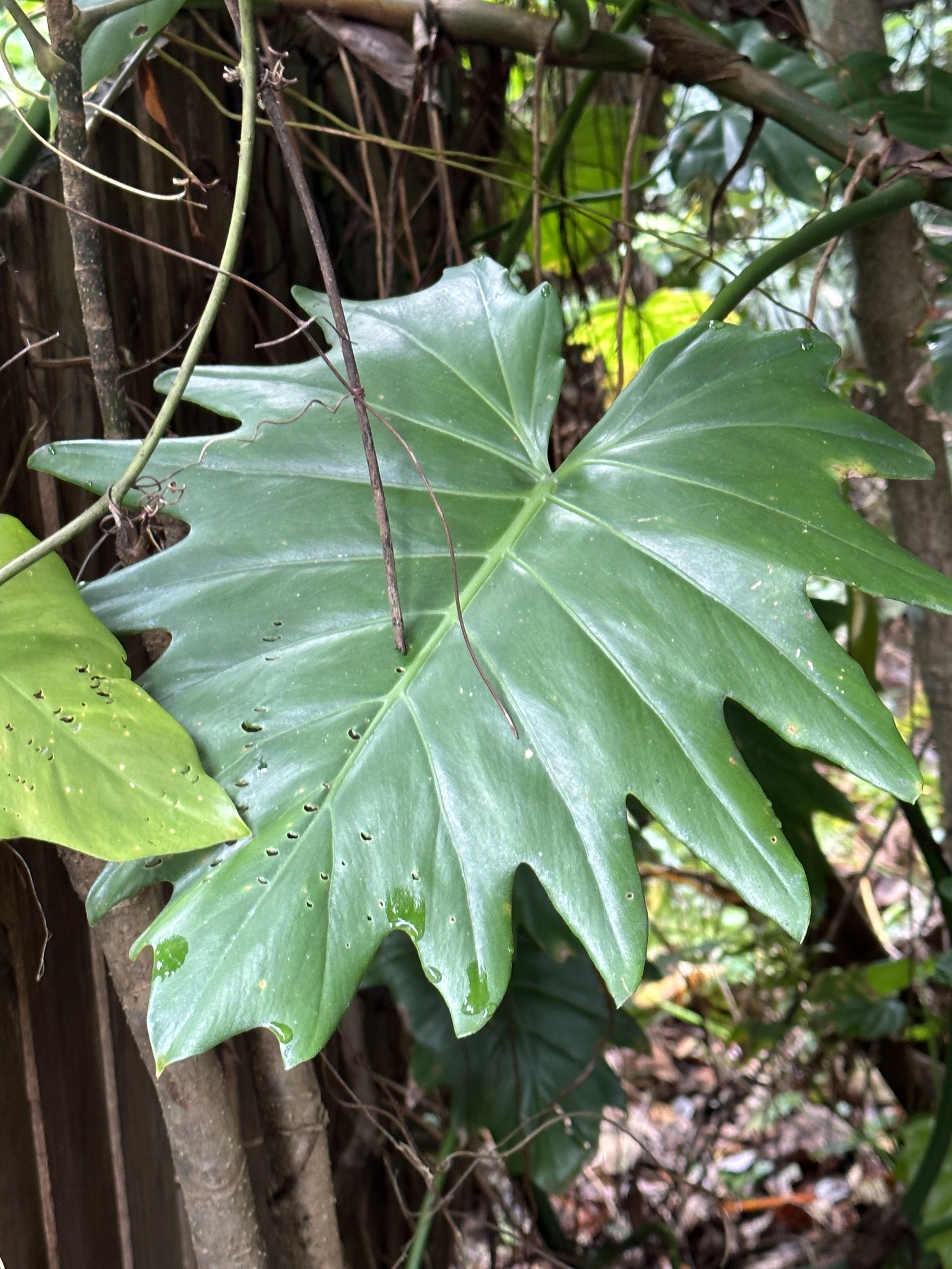 Philodendron lacerum  iNaturalist