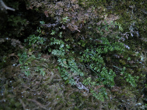 Asplenium capillipes iNat (3)