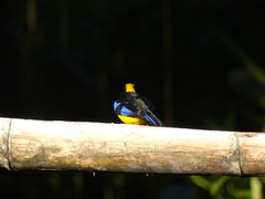 Anisognathus somptuosus