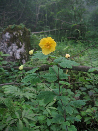 Cathcartia chelidoniifolia observed 2011-06-16
