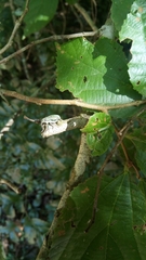 Naupactus auricinctus