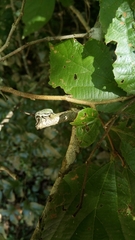 Naupactus auricinctus