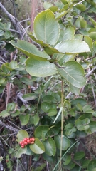 Xylosma spiculifera