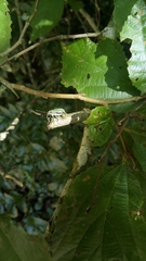 Naupactus auricinctus