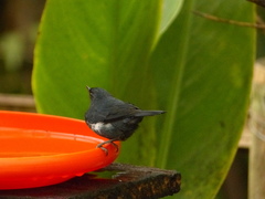 Diglossa albilatera