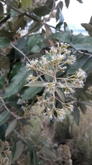 Ageratina asclepiadea