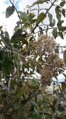 Ageratina asclepiadea
